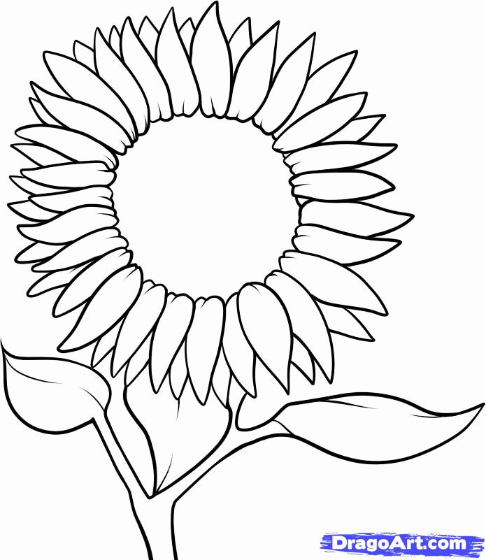 Plansa de colorat cu Floarea Soarelui 19 11